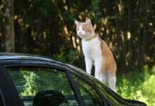 Kategoria T – czym różni się od innych?